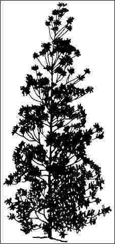 Figure 1. Middle-aged Gordonia lasianthus 'Variegata': 'Variegata' Loblolly-Bay