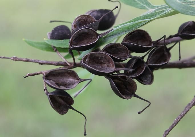 Figure 5. Fruit—Grevillea robusta: Silk-oak