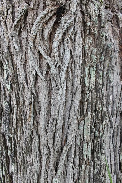 Figure 6. Bark—Grevillea robusta: Silk-oak