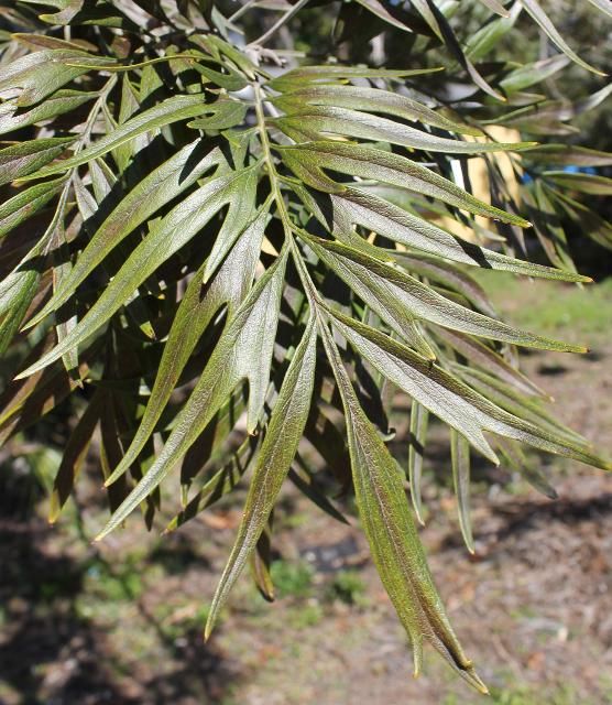 Figure 3. Leaf—Grevillea robusta: Silk-oak