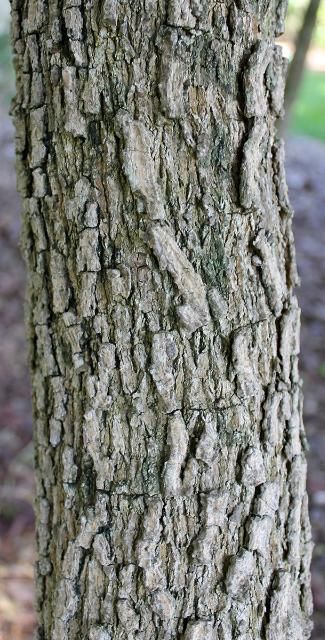 Figure 6. Bark—Guaiacum sanctum: Lignum vitae