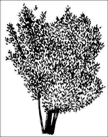 Middle-aged Halesia carolina 'Rosea': 'Rosea' Carolina silverbell.