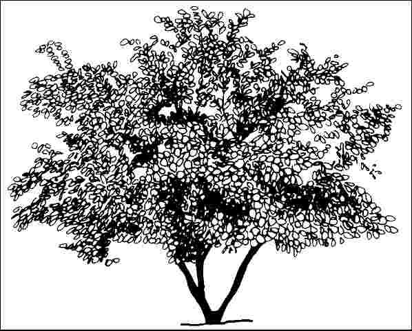 Figure 1. Middle-aged Halesia monticola 'Rosea': 'Rosea' Mountain Silverbell