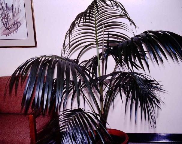 Figure 2. Juvenile kentia palm used in the interiorscape.