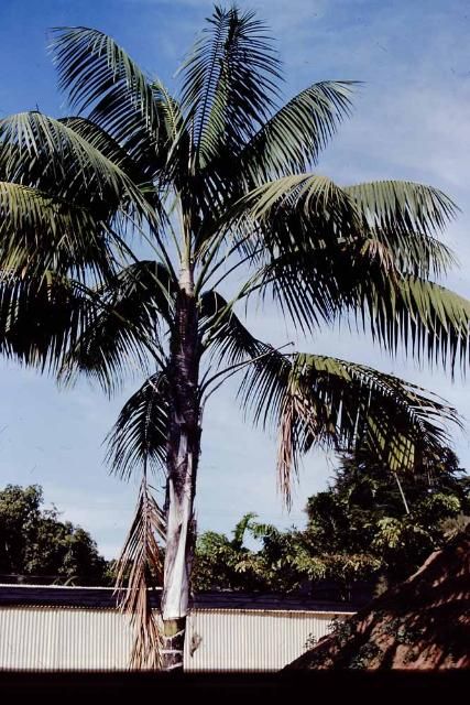 Figure 1. Mature kentia palm in the landscape.