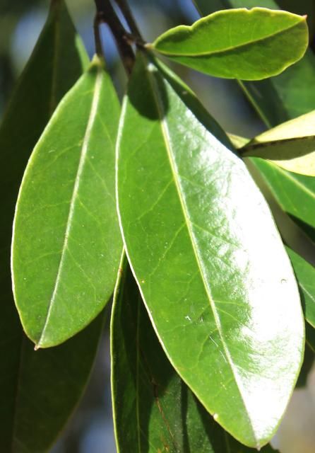 Figure 3. Leaf—Ilex cassine: Dahoon holly