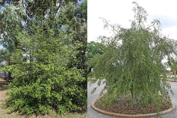 Figure 1. Full Form—Ilex vomitoria: Yaupon holly (left is standard form; right is weeping)