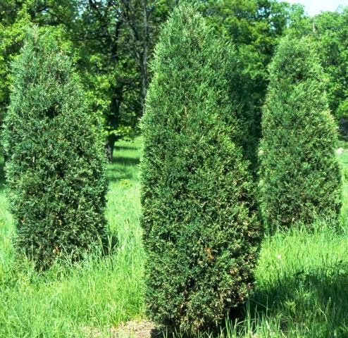 Figure 1. Young Juniperus scopulorum: Rocky Mountain Juniper