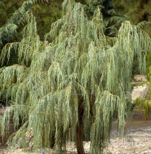 Figure 1. Middle-aged Juniperus scopulorum 'Tolleson's Green Weeping': 'Tolleson's Green Weeping' Rocky Mountain Juniper