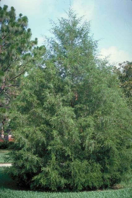 Figure 1. Middle-aged Juniperus silicicola: Southern Redcedar