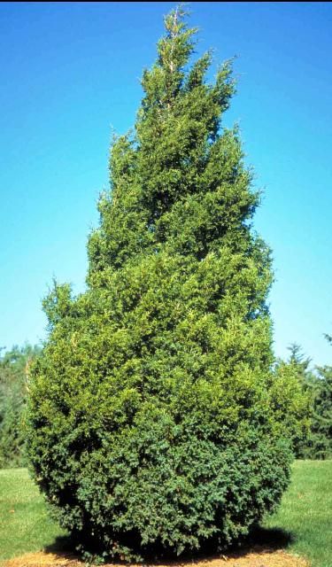 Figure 1. Middle-aged Juniperus virginiana: Eastern Redcedar