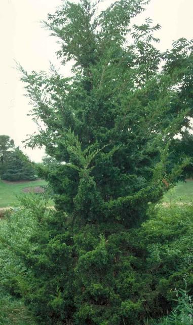 Figure 1. Middle-aged Juniperus virginiana 'Canaertii': 'Canaertii' Eastern Redcedar