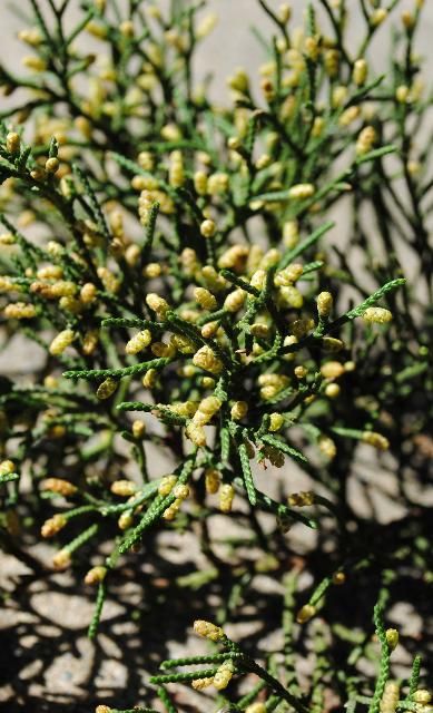 Figure 4. Cone, Young - Juniperus virginiana: red cedar