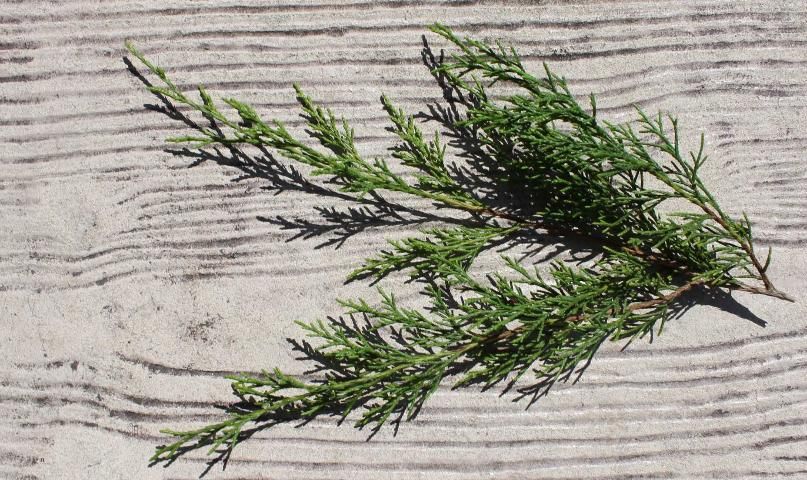 Figure 3. Leaf - Juniperus virginiana: red cedar