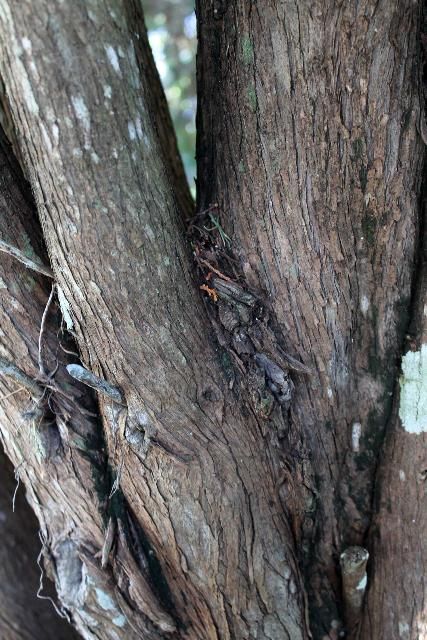 Figure 5. Bark - Juniperus virginiana: red cedar