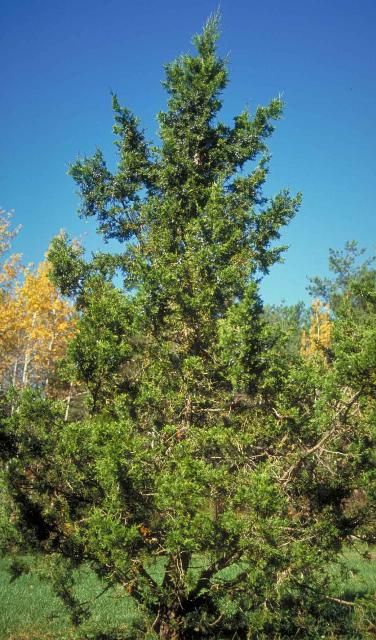 Figure 1. Middle-aged Juniperus virginiana 'Keteleeri': 'Keteleeri' Eastern Redcedar