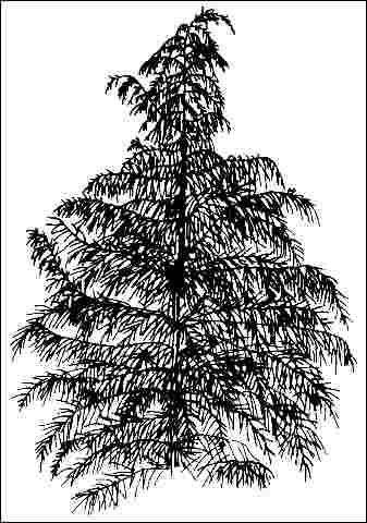 Figure 1. Young Juniperus virginiana 'Pendula': 'Pendula' Eastern Redcedar