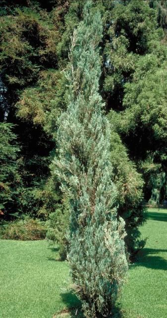 Figure 1. Middle-aged Juniperus virginiana 'Skyrocket': 'Skyrocket' Eastern Redcedar