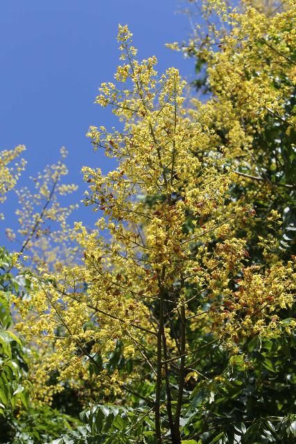 Figure 4. Flower - Koelreuteria elegans subsp. formosana: goldenrain tree