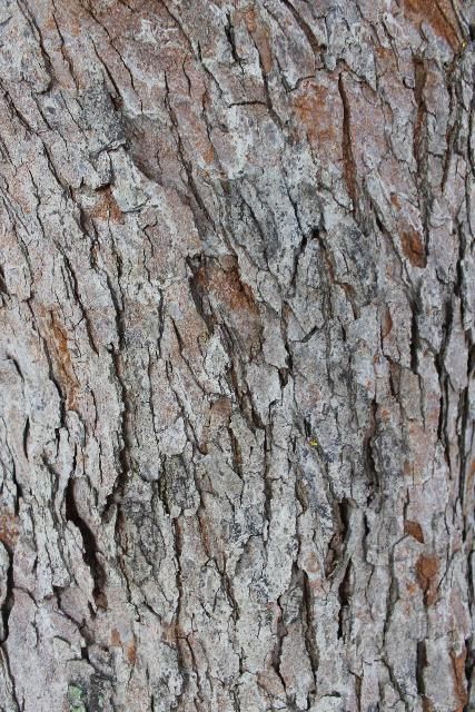Figure 6. Bark - Koelreuteria elegans subsp. formosana: goldenrain tree