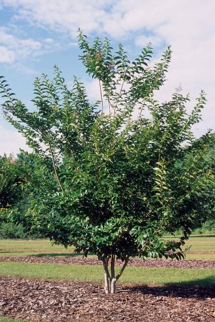Figure 1. Young Lagerstroemia x 'Muskogee': 'Muskogee' Crapemyrtle