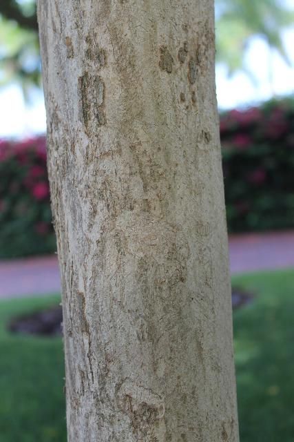 Figure 7. Bark - Lagerstroemia speciosa: queen's crape myrtle