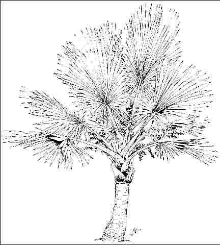 Figure 1. Young Latania loddigesii: Blue Latan Palm