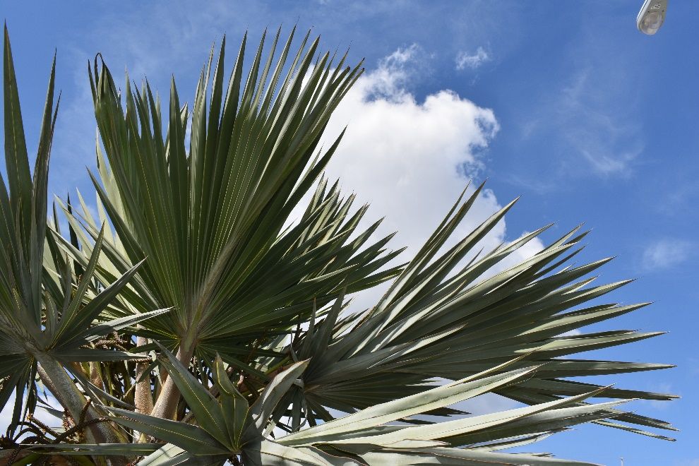 Foliage of Latania loddigesii: Blue Latan Palm
