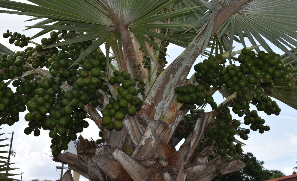 Fruit of Latania loddigesii: Blue Latan Palm