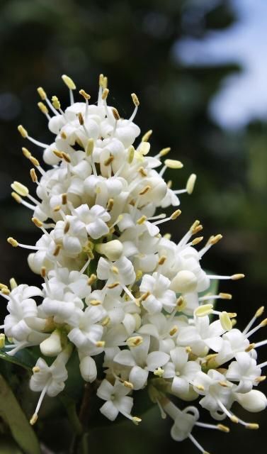 Figure 4. Flower - Ligustrum japonicum: Japanese privet