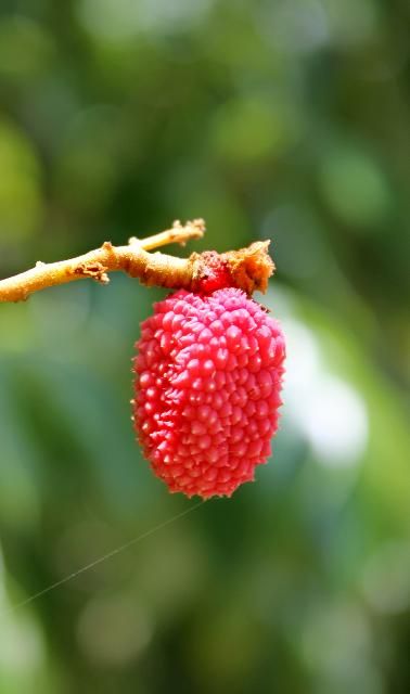 Figure 6. Fruit - Litchi chinensis: lychee