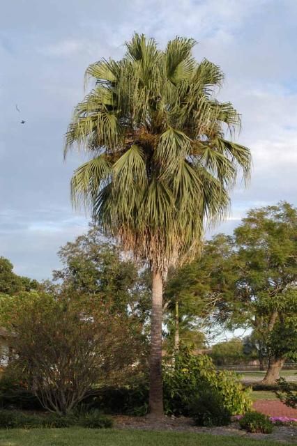 Figure 1. Chinese fan palm showing full round canopy of green leaves and retention of dead leaves below.