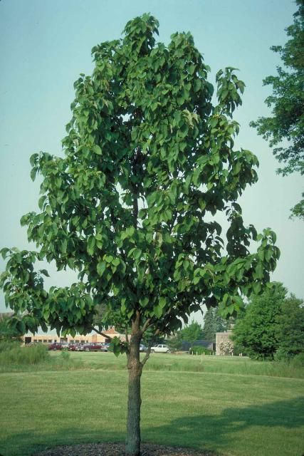 Figure 1. Middle-aged Magnolia acuminata: Cucumbertree