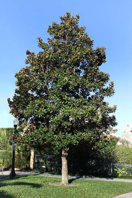 Figure 1. Full Form - Magnolia grandiflora: southern magnolia