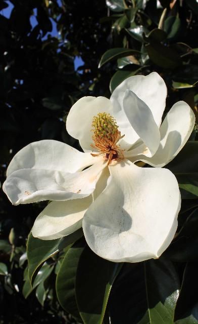 Figure 4. Flower - Magnolia grandiflora: southern magnolia