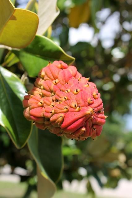 Figure 5. Flower - Magnolia grandiflora: southern magnolia