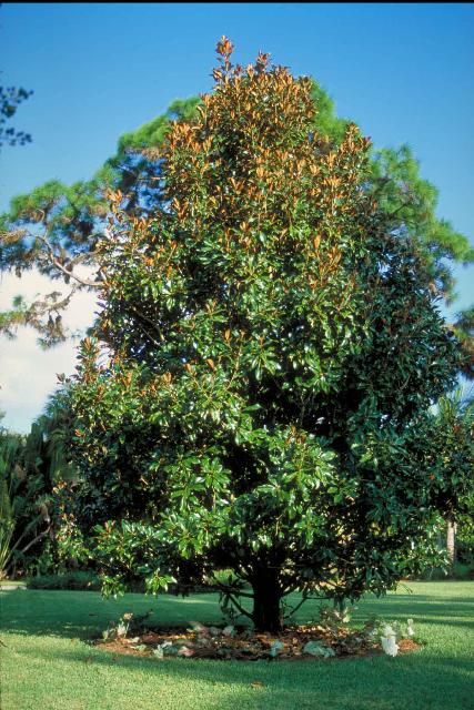 Figure 1. Middle-aged Magnolia grandiflora 'Bracken's Brown Beauty': 'Bracken's Brown Beauty' Southern Magnolia