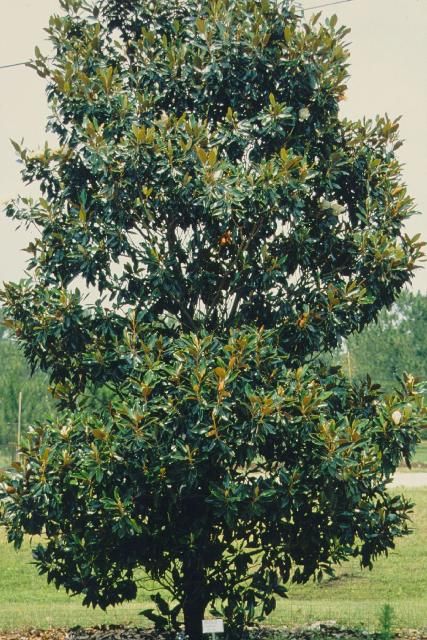 Figure 1. Young Magnolia grandiflora 'Little Gem': 'Little Gem' Southern Magnolia