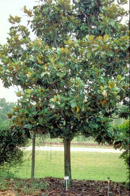 Figure 1. Middle-aged Magnolia grandiflora 'Majestic Beauty': 'Majestic Beauty' Southern Magnolia