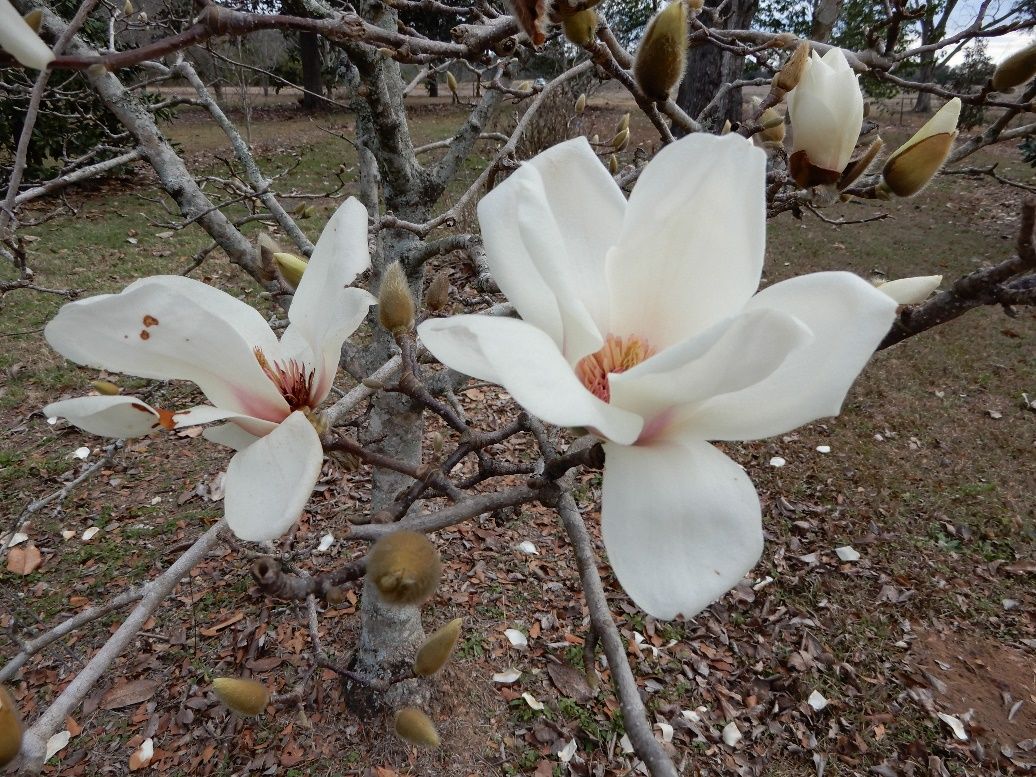 Flowers of Magnolia denudata: Yulan Magnolia