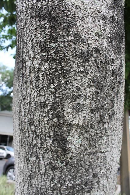 Figure 7. Bark, Mature - Magnolia virginiana: sweetbay magnolia