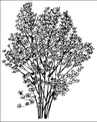 Figure 1. Middle-aged Magnolia x soulangiana: Saucer Magnolia