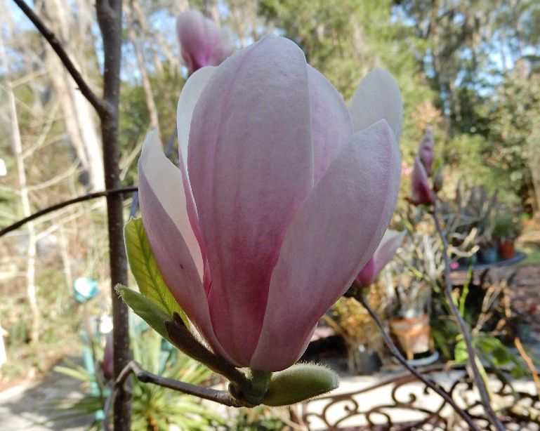 Flower of Magnolia x soulangeana 'Lilliputian': 'Lilliputian' saucer magnolia.