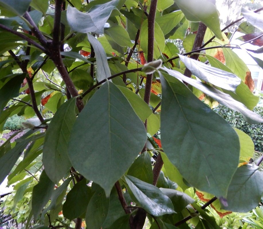 Foliage of Magnolia x soulangeana 'Lilliputian': 'Lilliputian' saucer magnolia.