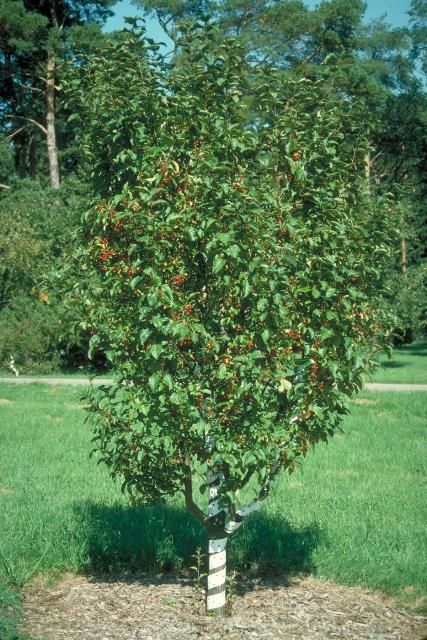 Figure 1. Middle-aged Malus x 'Red Jewel': 'Red Jewel' Crabapple