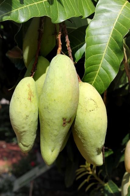 Figure 5. Fruit - Mangifera indica: mango
