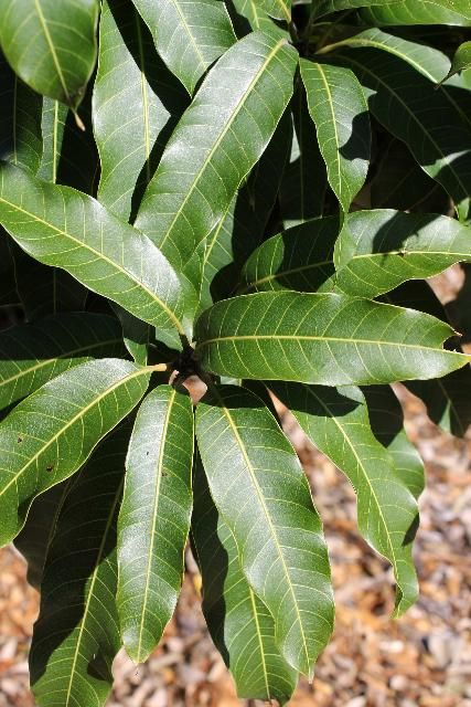 Figure 3. Leaf - Mangifera indica: mango