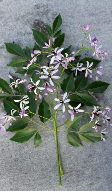 Figure 4. Flower - Melia azedarach: chinaberry