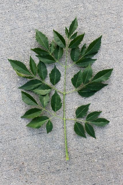 Figure 3. Leaf - Melia azedarach: chinaberry