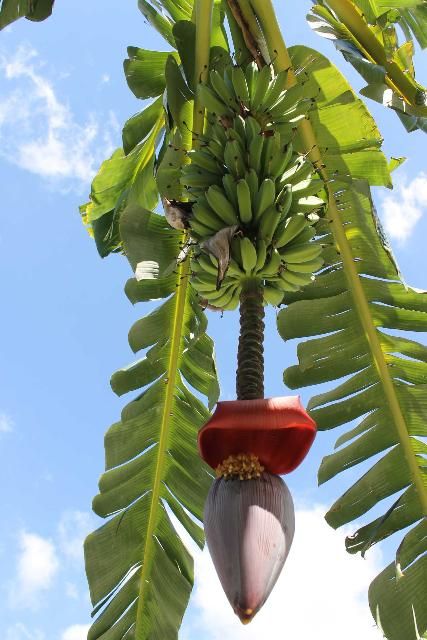 Figure 5. Fruit - Musa spp.: banana